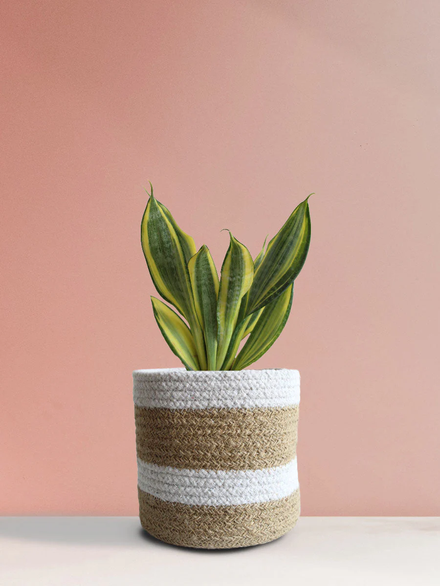 Snake Plant Golden Hahnii (Medium) - Image 8