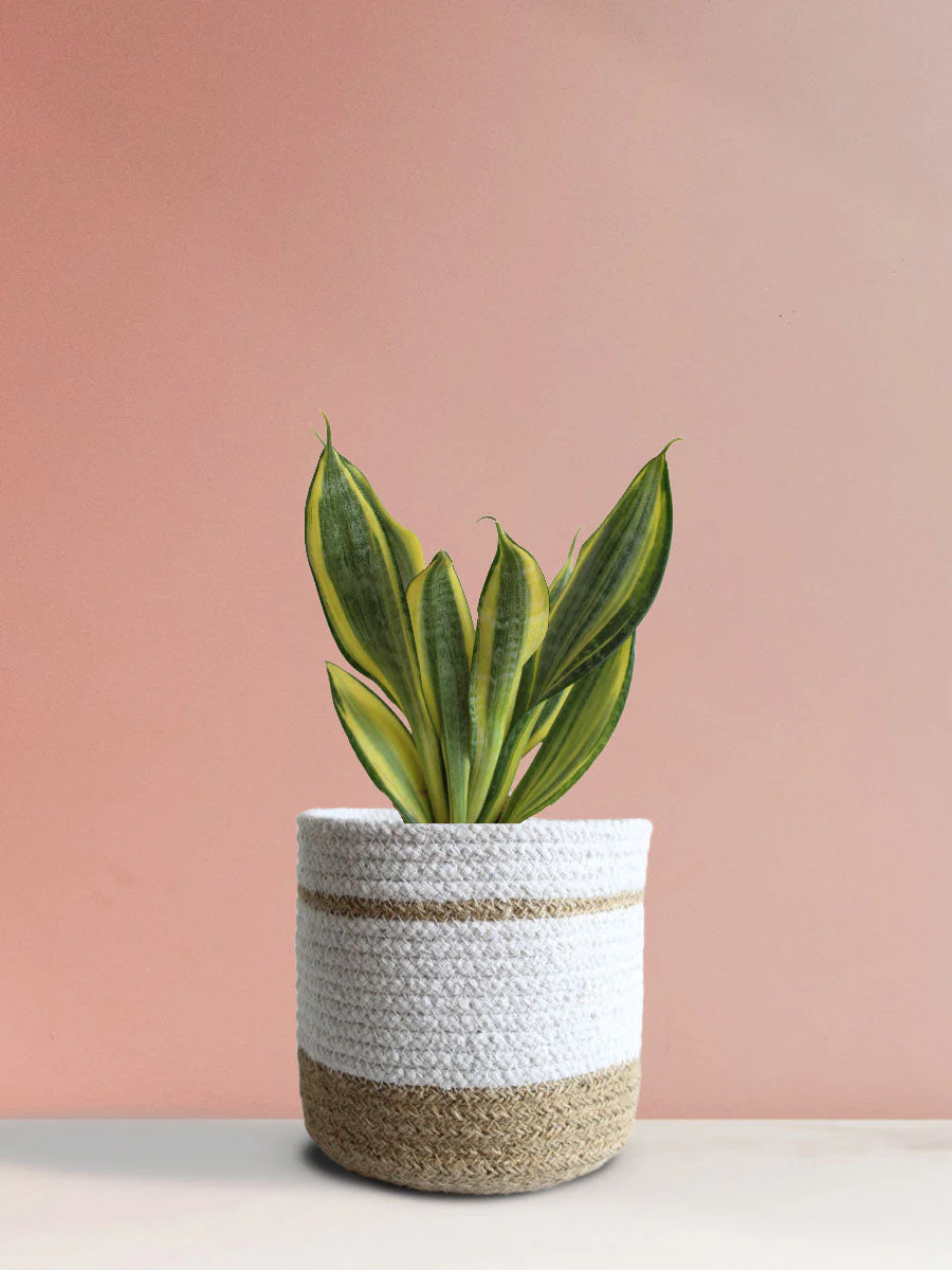 Snake Plant Golden Hahnii (Medium) - Image 9