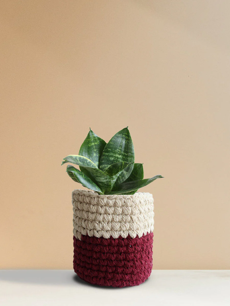 Snake Plant Hahnii (Medium) - Image 2