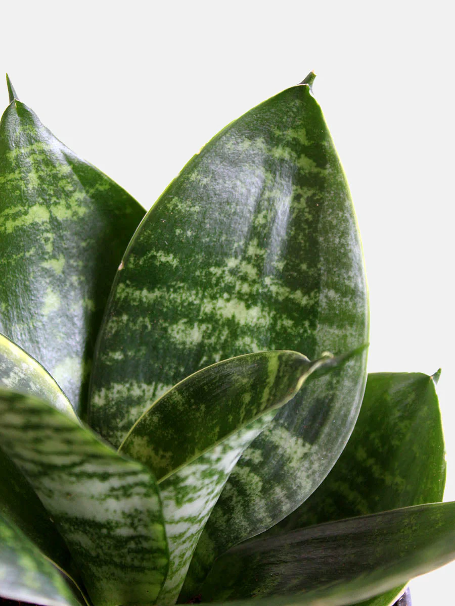 Snake Plant Hahnii (Medium) - Image 4