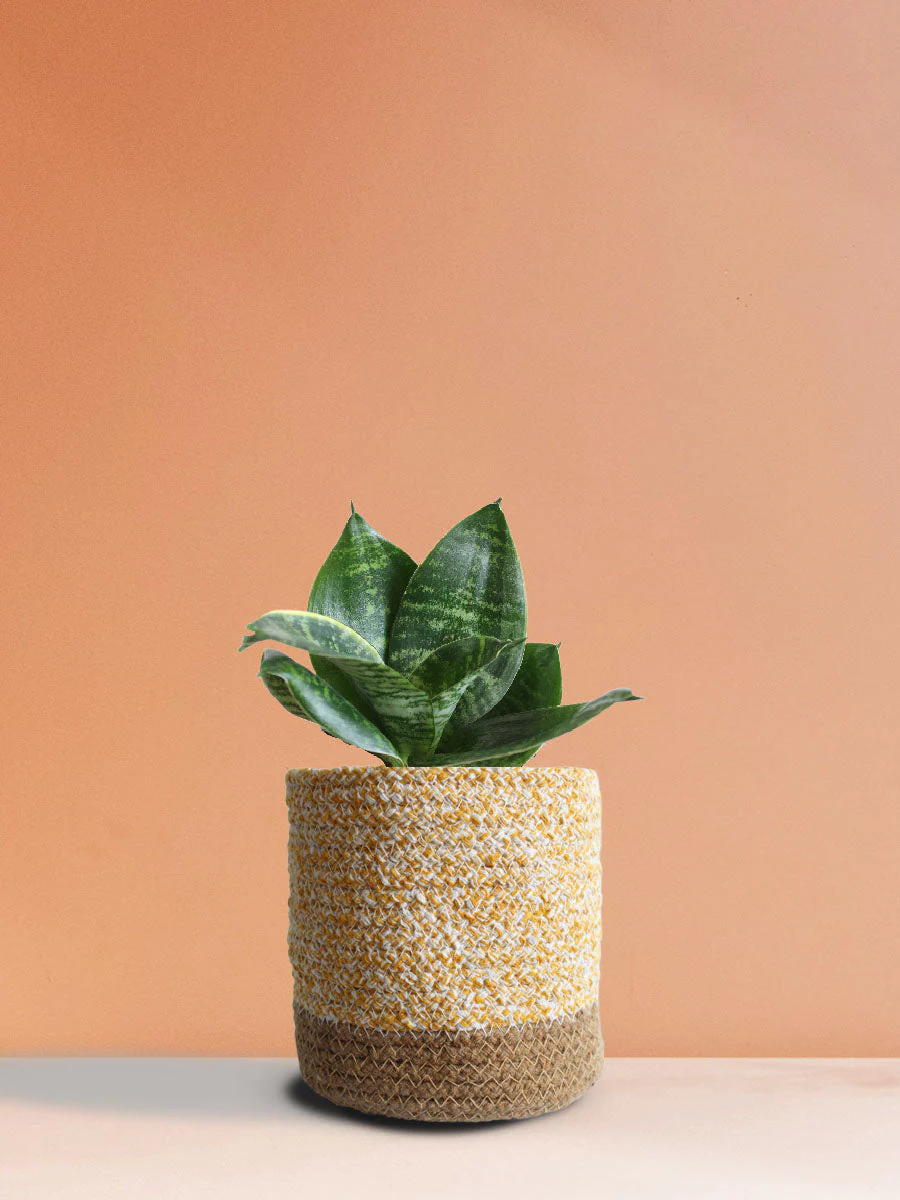 Snake Plant Hahnii (Medium) - Image 7