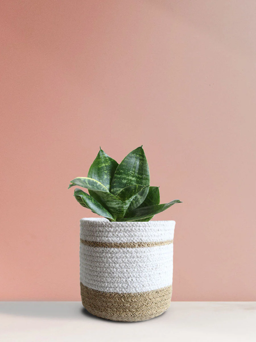 Snake Plant Hahnii (Medium) - Image 9