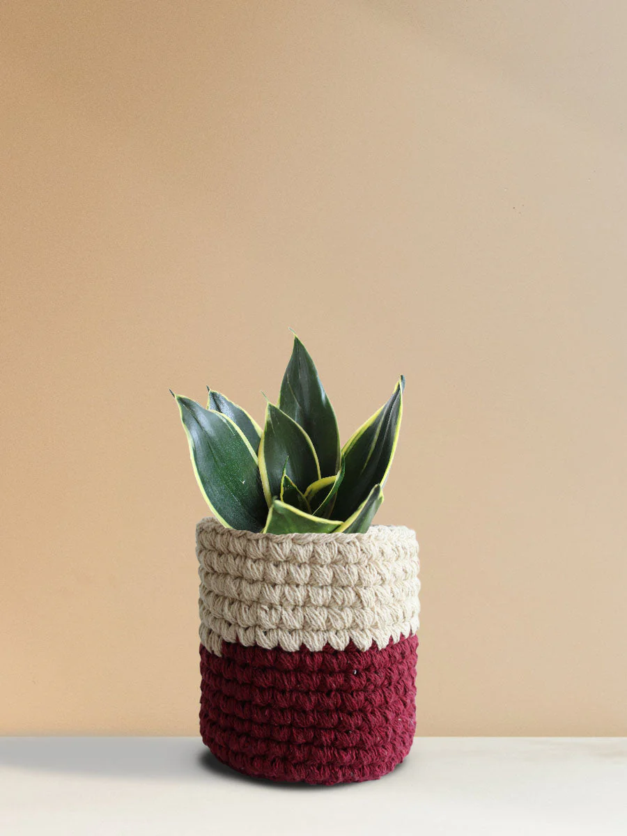 Snake Plant Jade Lotus (Medium) - Image 5