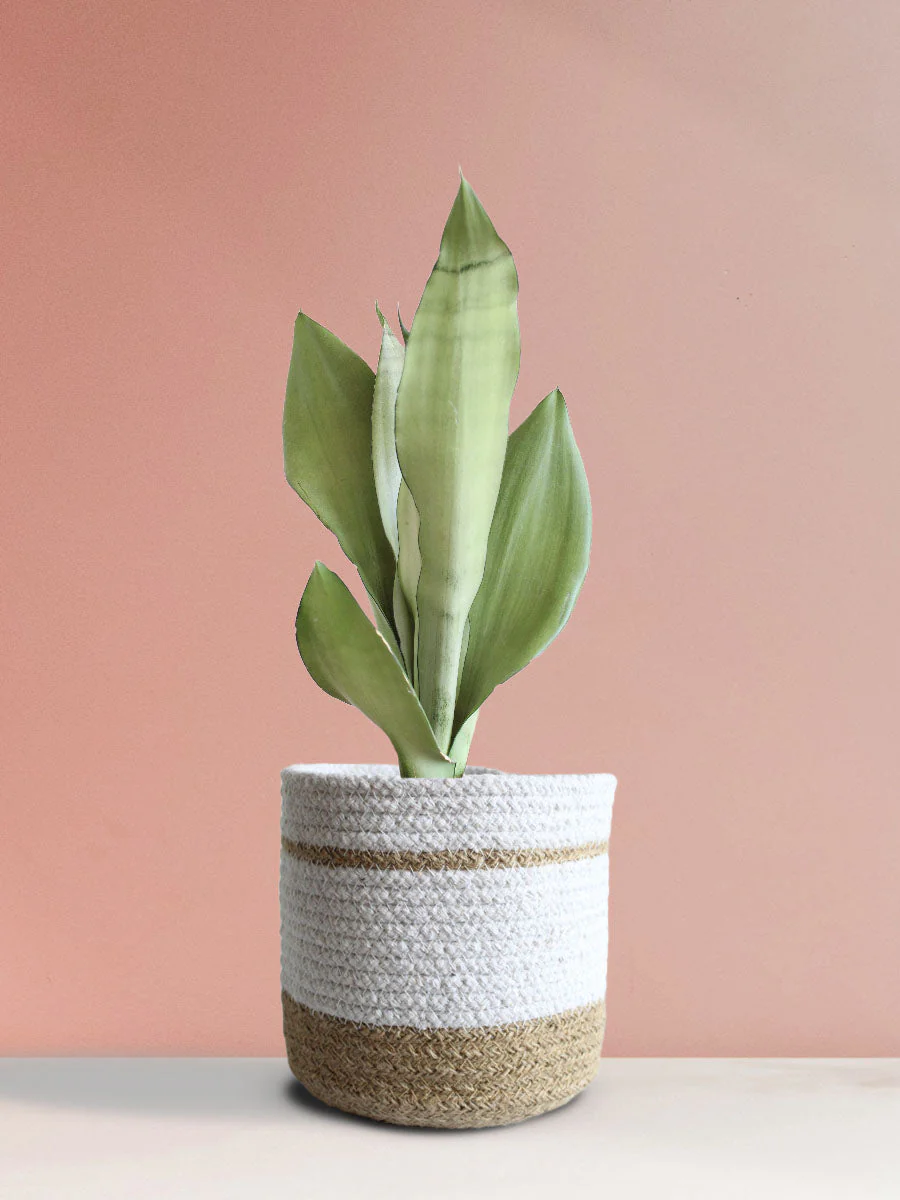 Snake Plant Moonshine (Medium) - Image 10