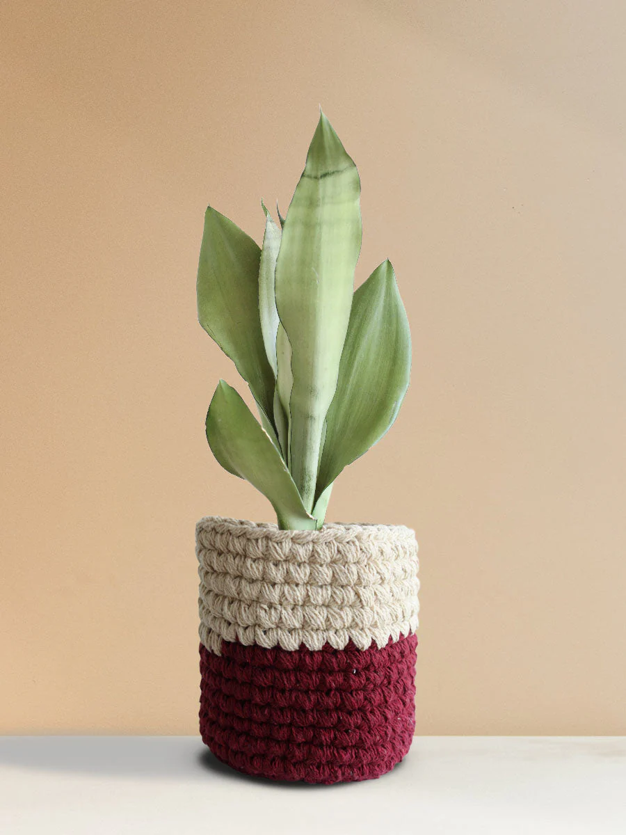 Snake Plant Moonshine (Medium) - Image 14