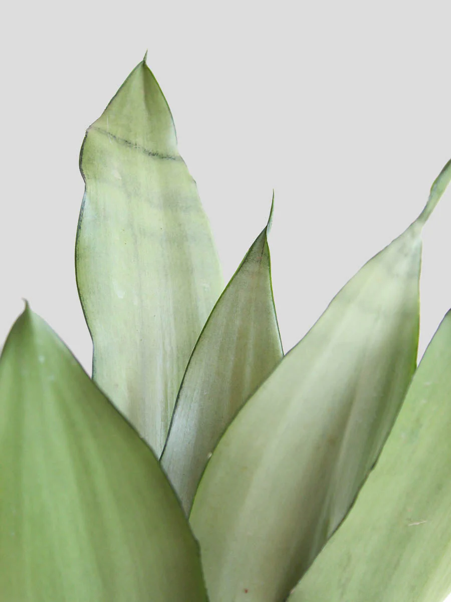 Snake Plant Moonshine (Medium) - Image 2