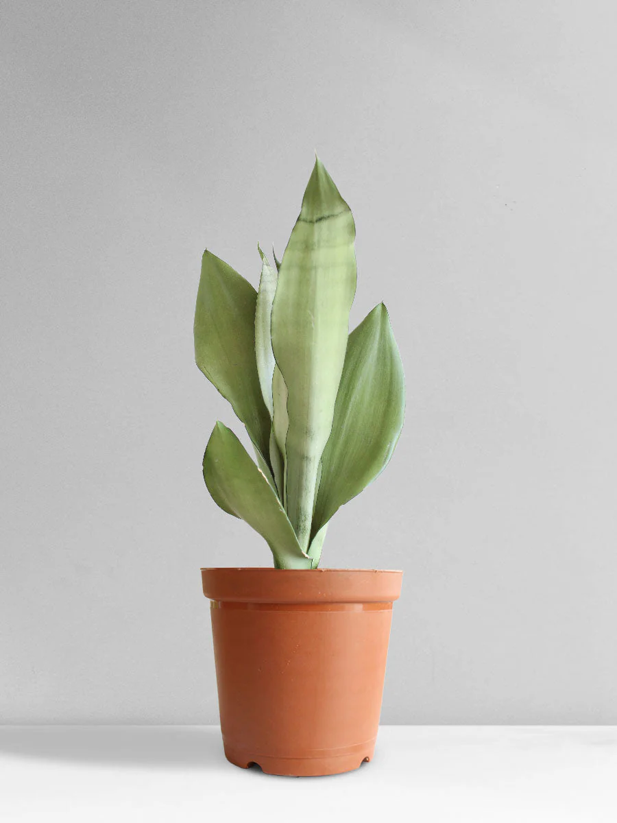 Snake Plant Moonshine (Medium) - Image 8