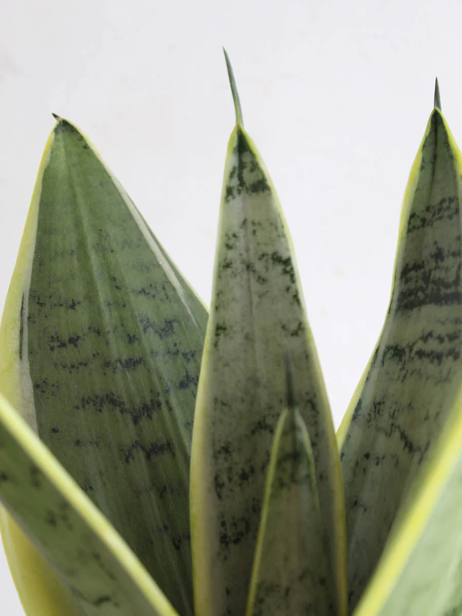Snake Plant Silver Queen (Medium) - Image 2