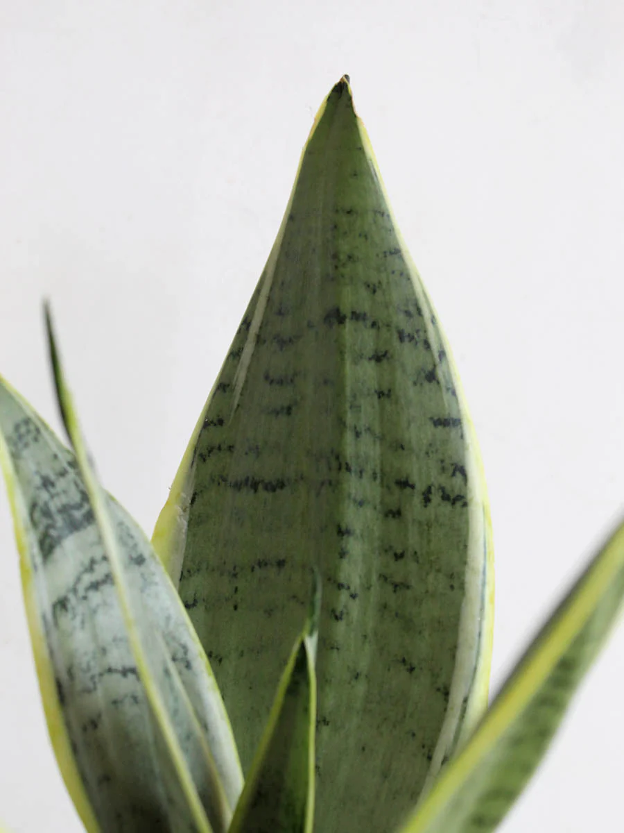 Snake Plant Silver Queen (Medium) - Image 3