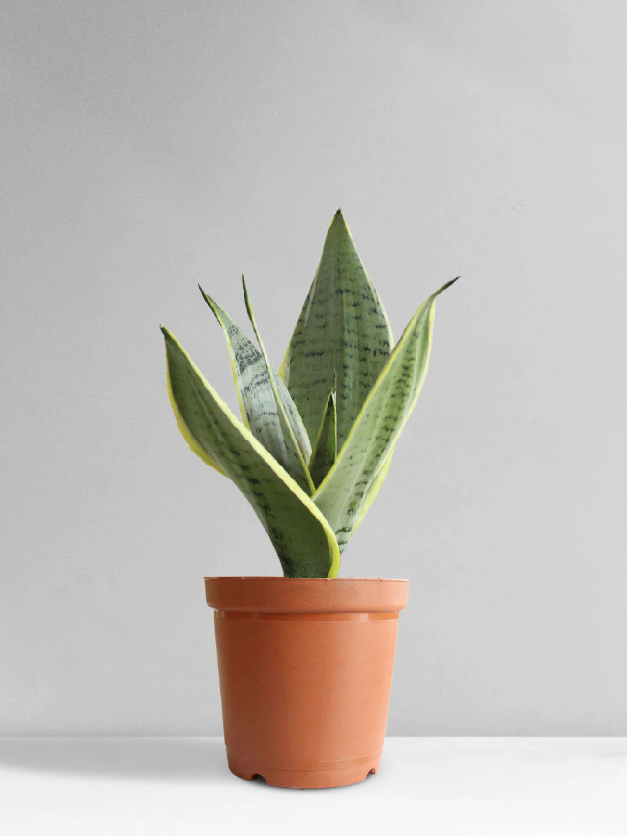 Snake Plant Silver Queen (Medium) - Image 4