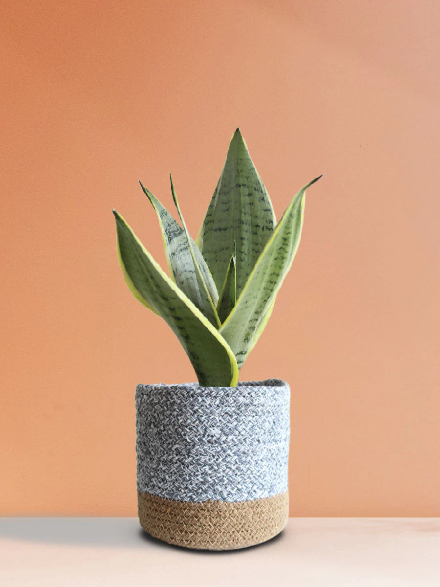 Snake Plant Silver Queen (Medium) - Image 6