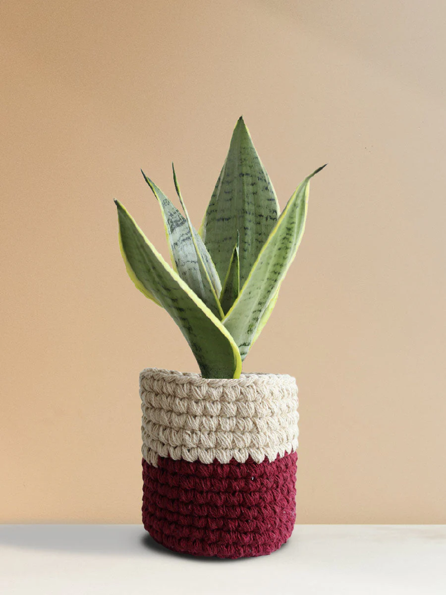 Snake Plant Silver Queen (Medium) - Image 7
