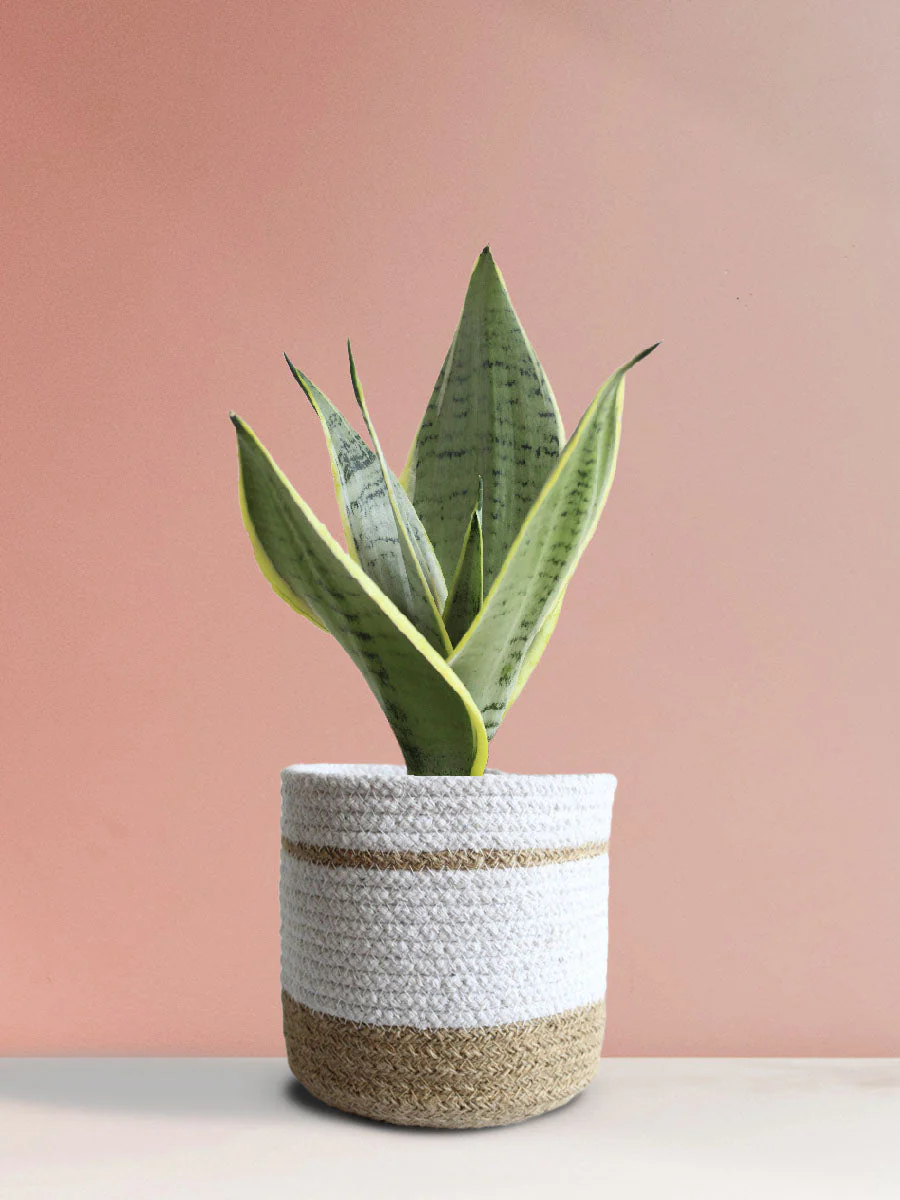 Snake Plant Silver Queen (Medium) - Image 9