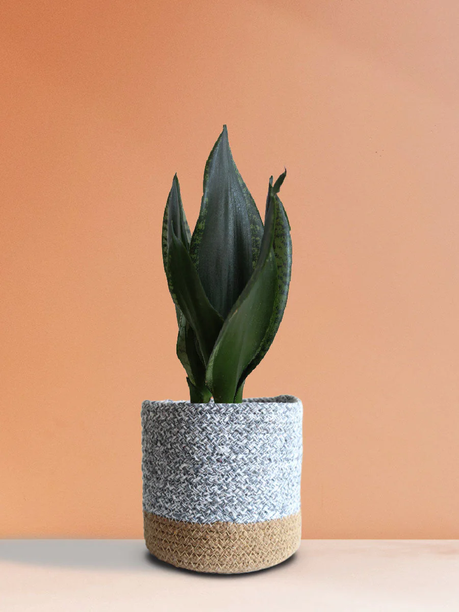 Snake Plant Whitney (Medium)