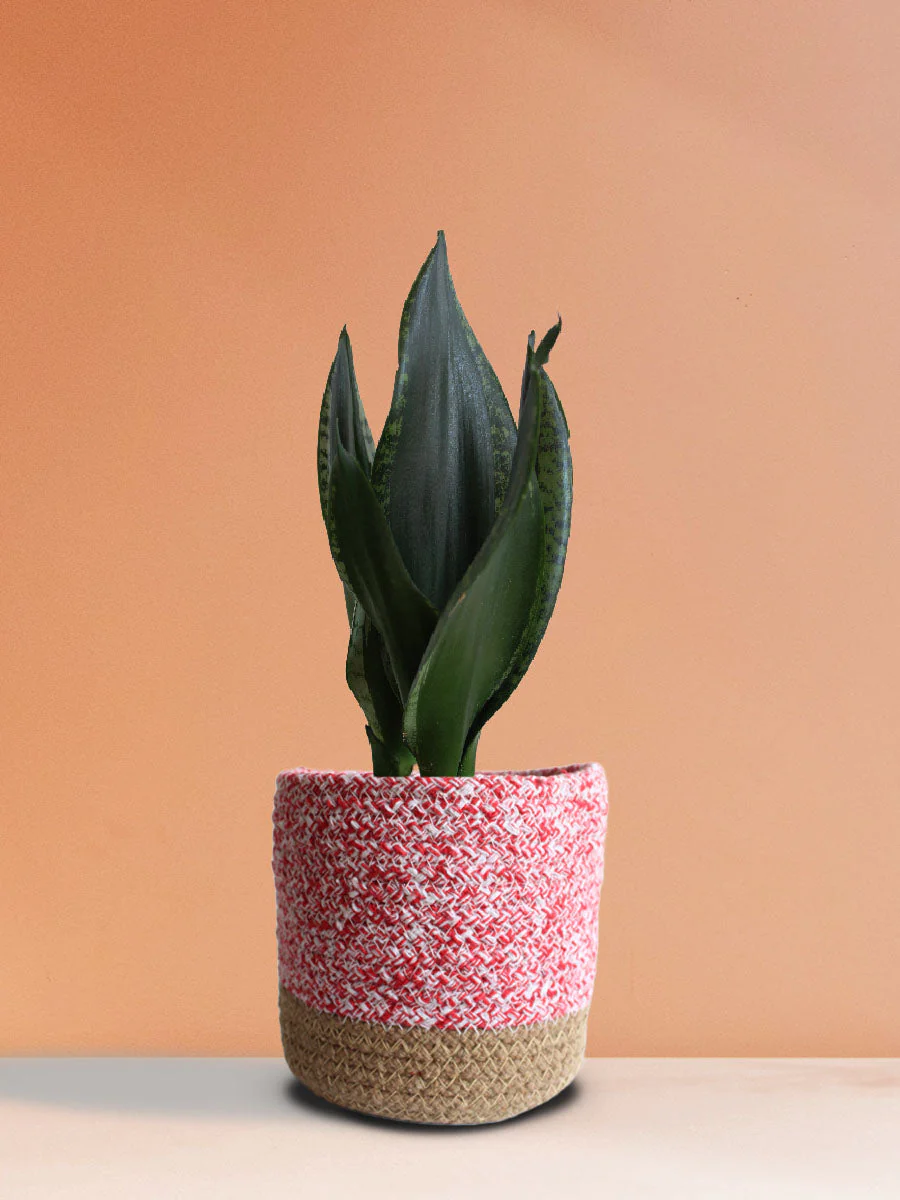 Snake Plant Whitney (Medium) - Image 6