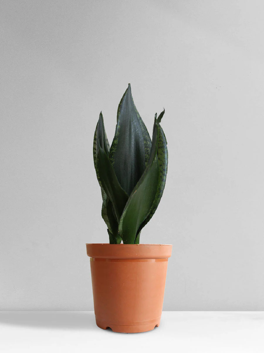 Snake Plant Whitney (Medium) - Image 8