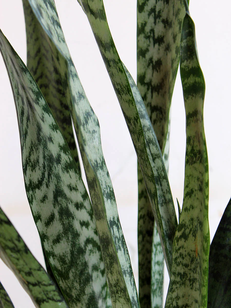 Snake Plant Zeylanica (X-Large) - Image 2