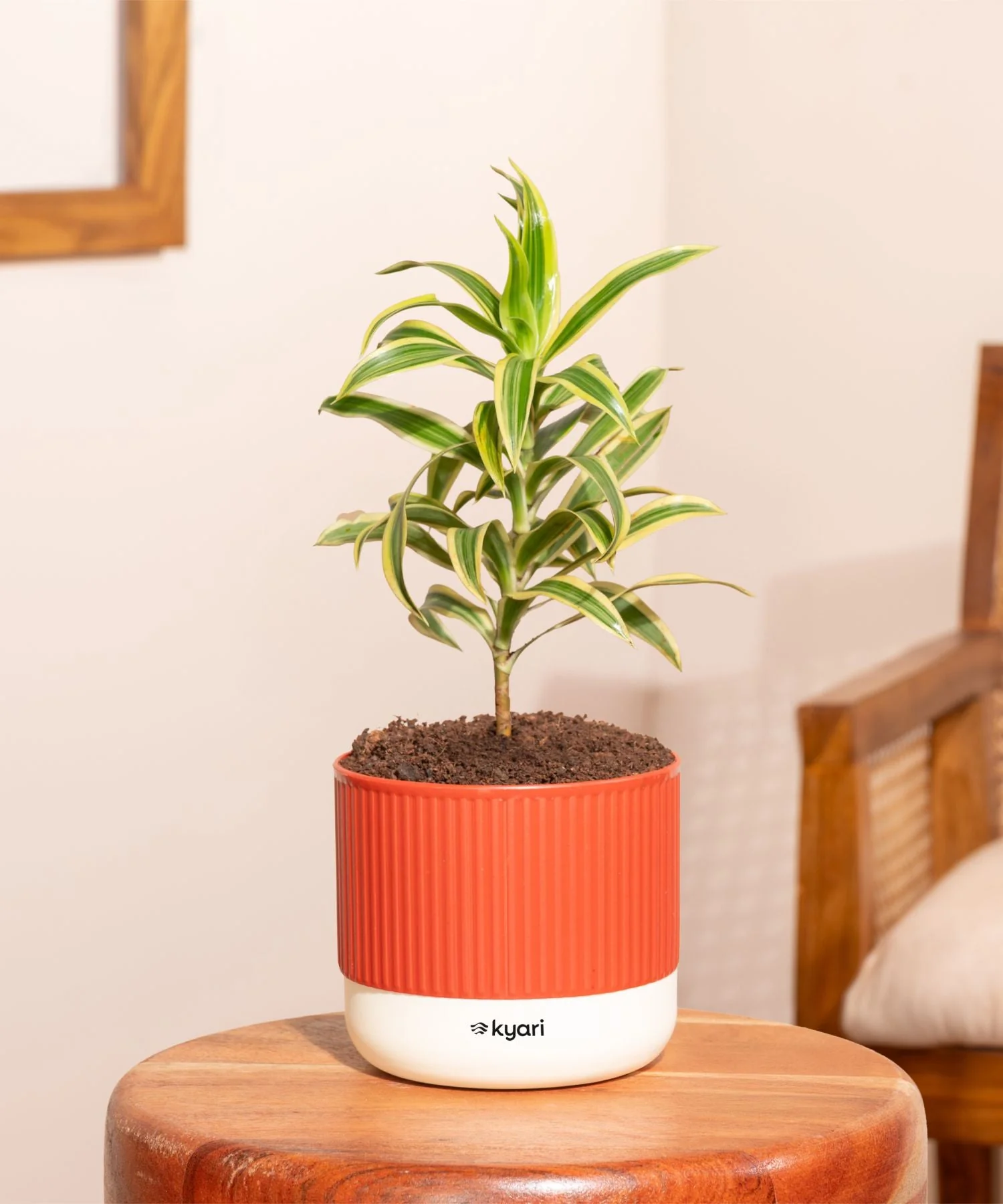 Song Of India Plant With Mylo Self Watering Pot - Paytm Exclusive - Image 51