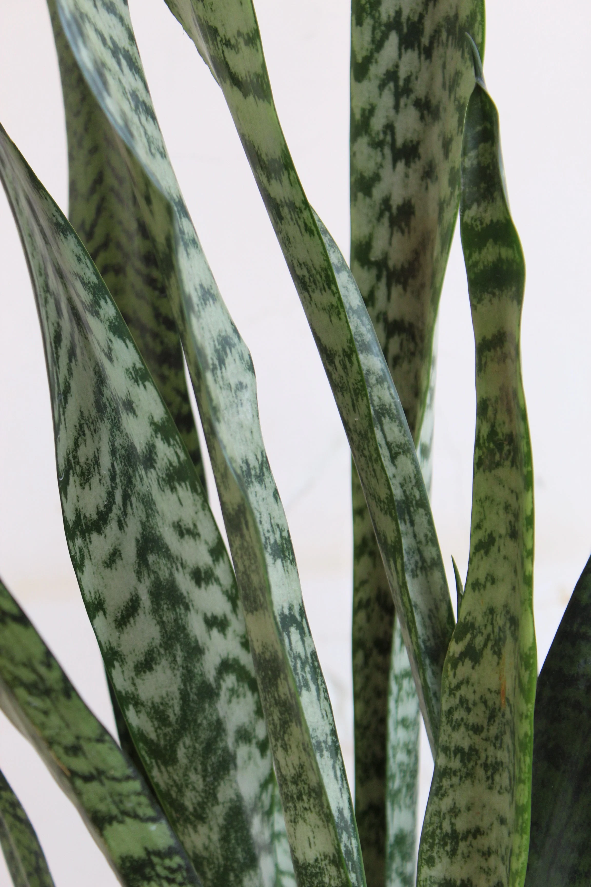Statement Snake Plants for Living Room - Image 3