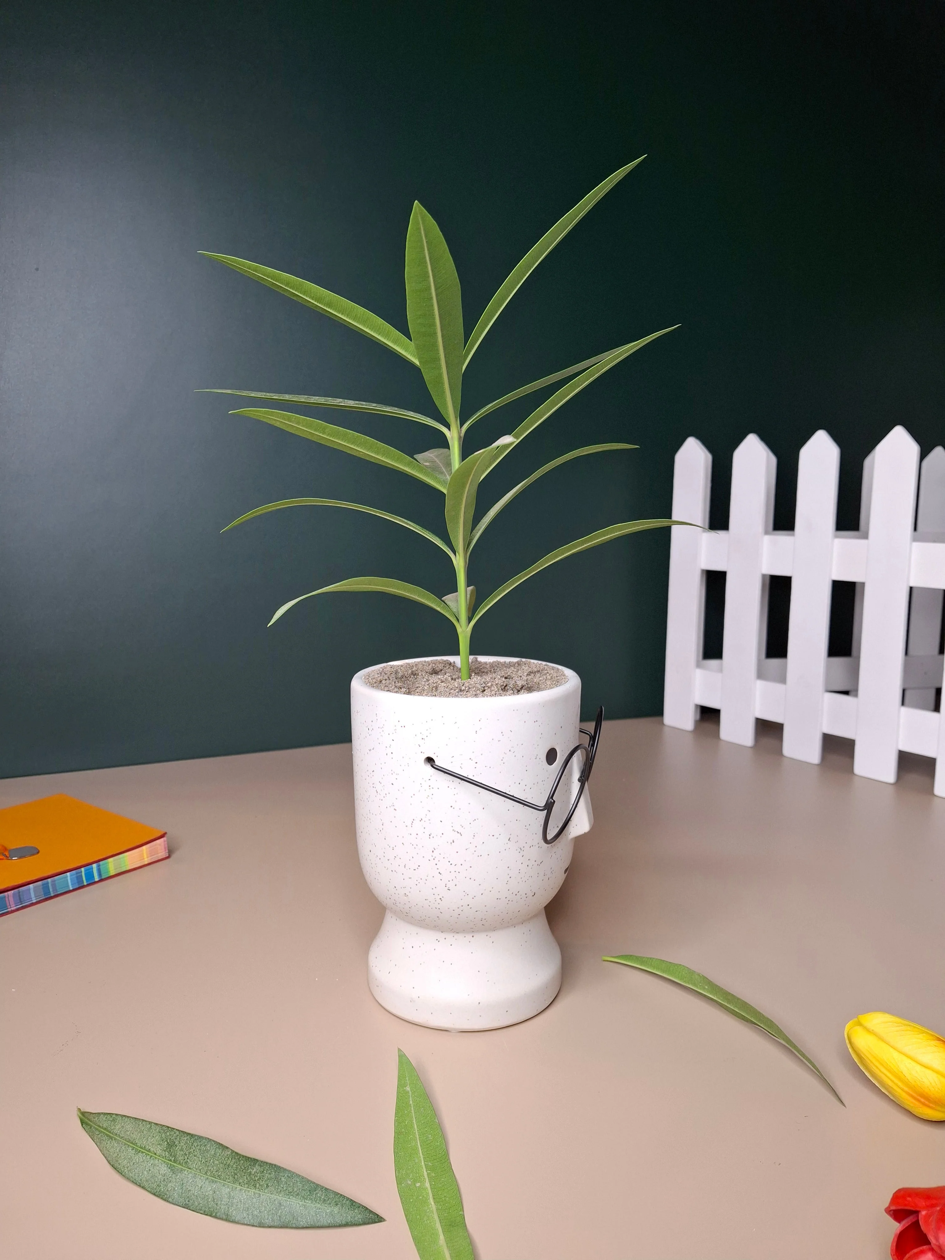 The Librarian Planter - Image 10