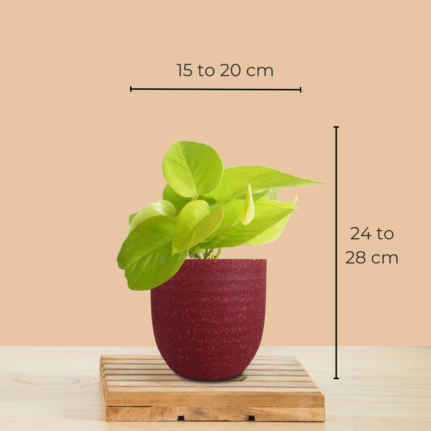 Three Money Plant Combo in Eco Pots (Small) - Image 7
