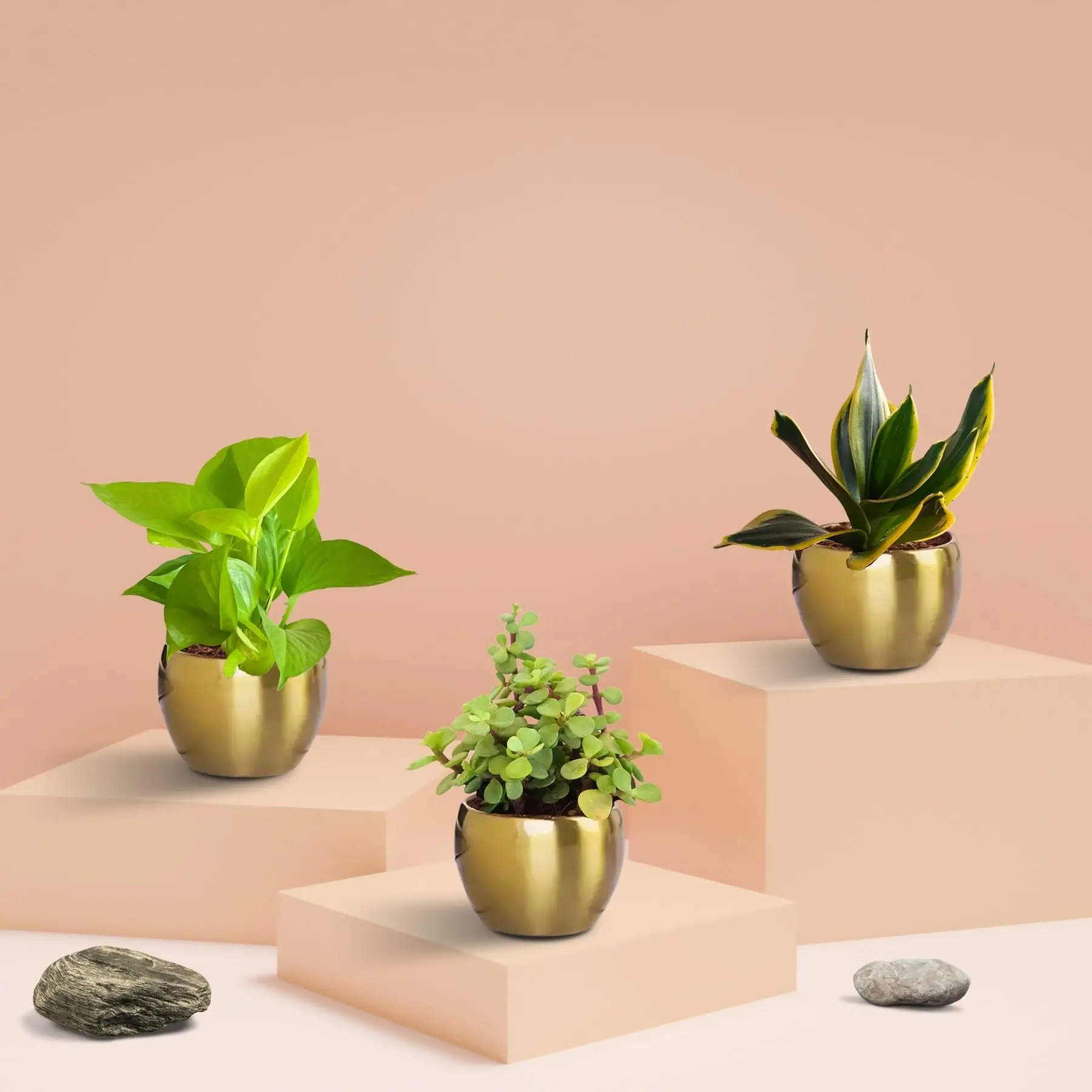 Three Plants Combo for Home Decor in Metal Pots (Small)