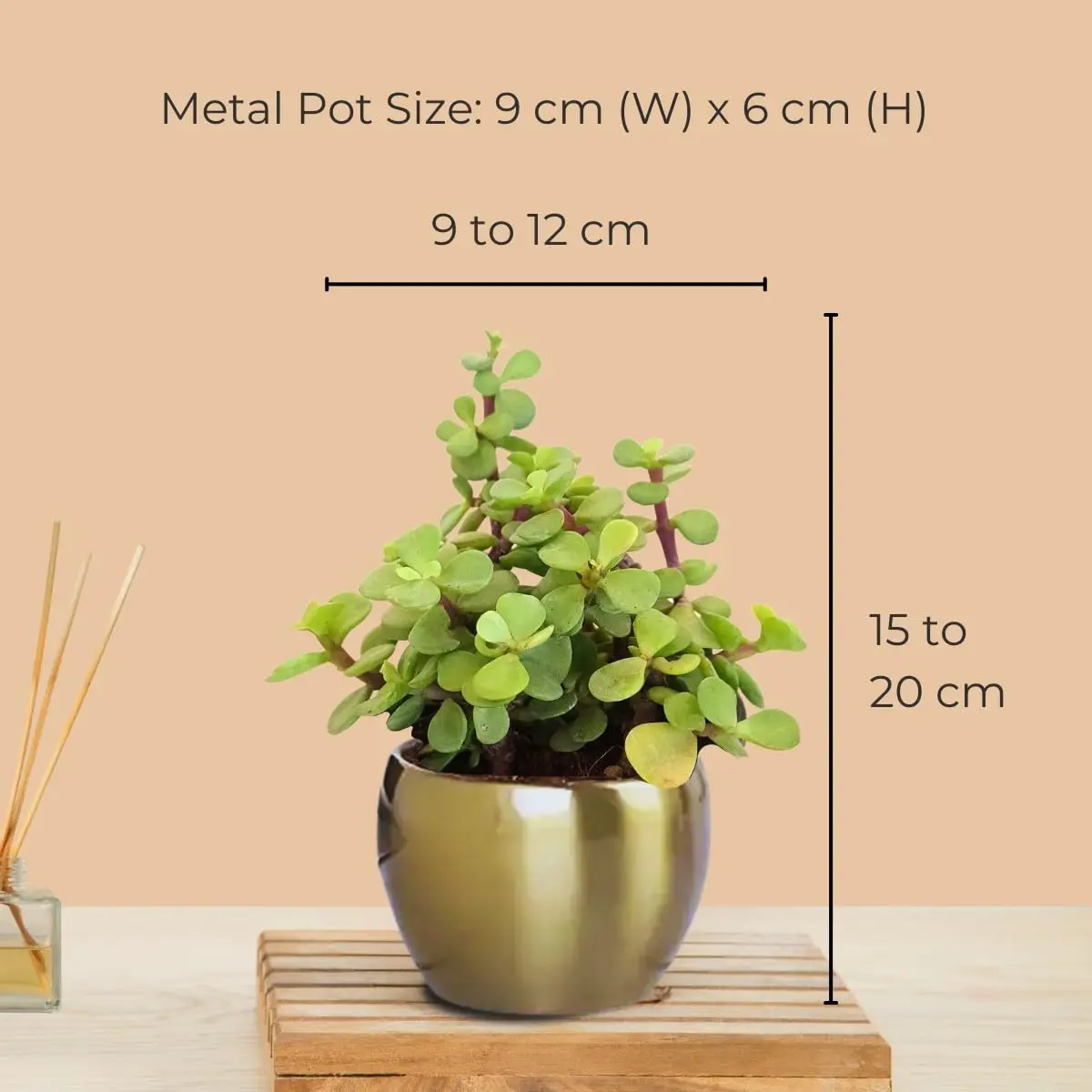 Three Plants Combo for Home Decor in Metal Pots (Small) - Image 3