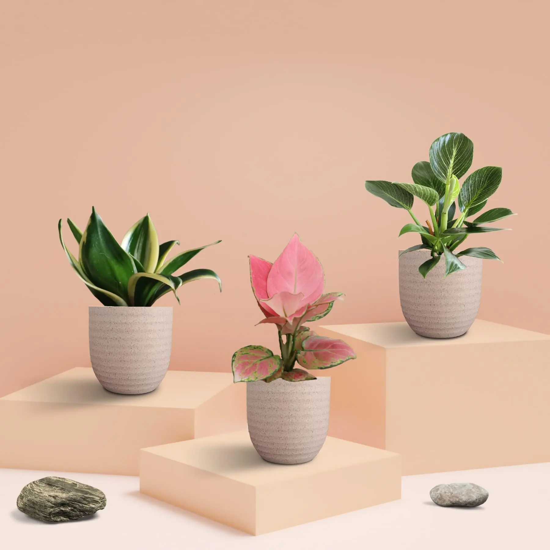 Three Plants Combo for Home in Eco Pots (Small) - Image 2