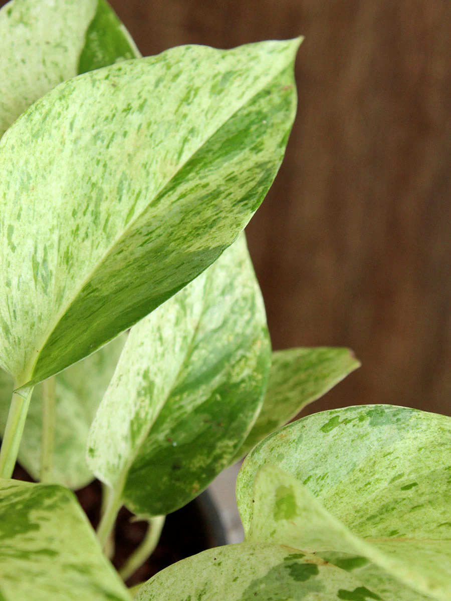 Trailing Variegated Love - Image 3