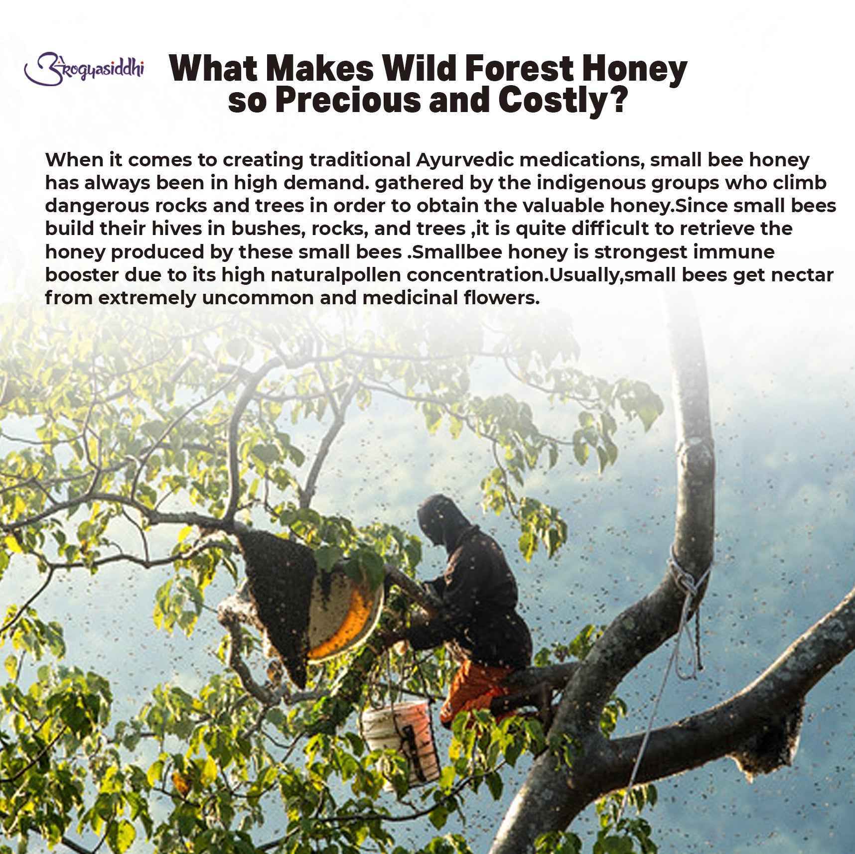 Wild Forest Honey 500Gm - Image 3