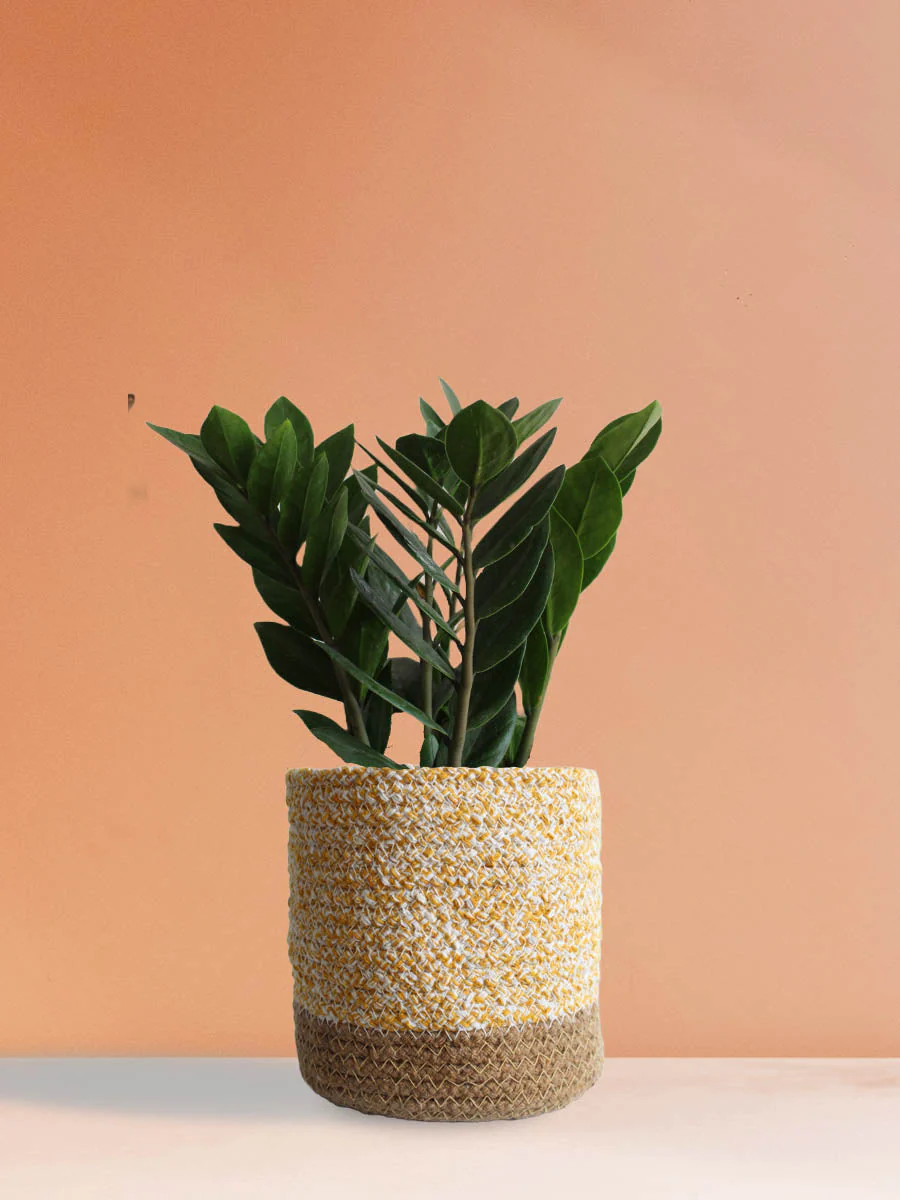 ZZ Green (Medium) - Image 5