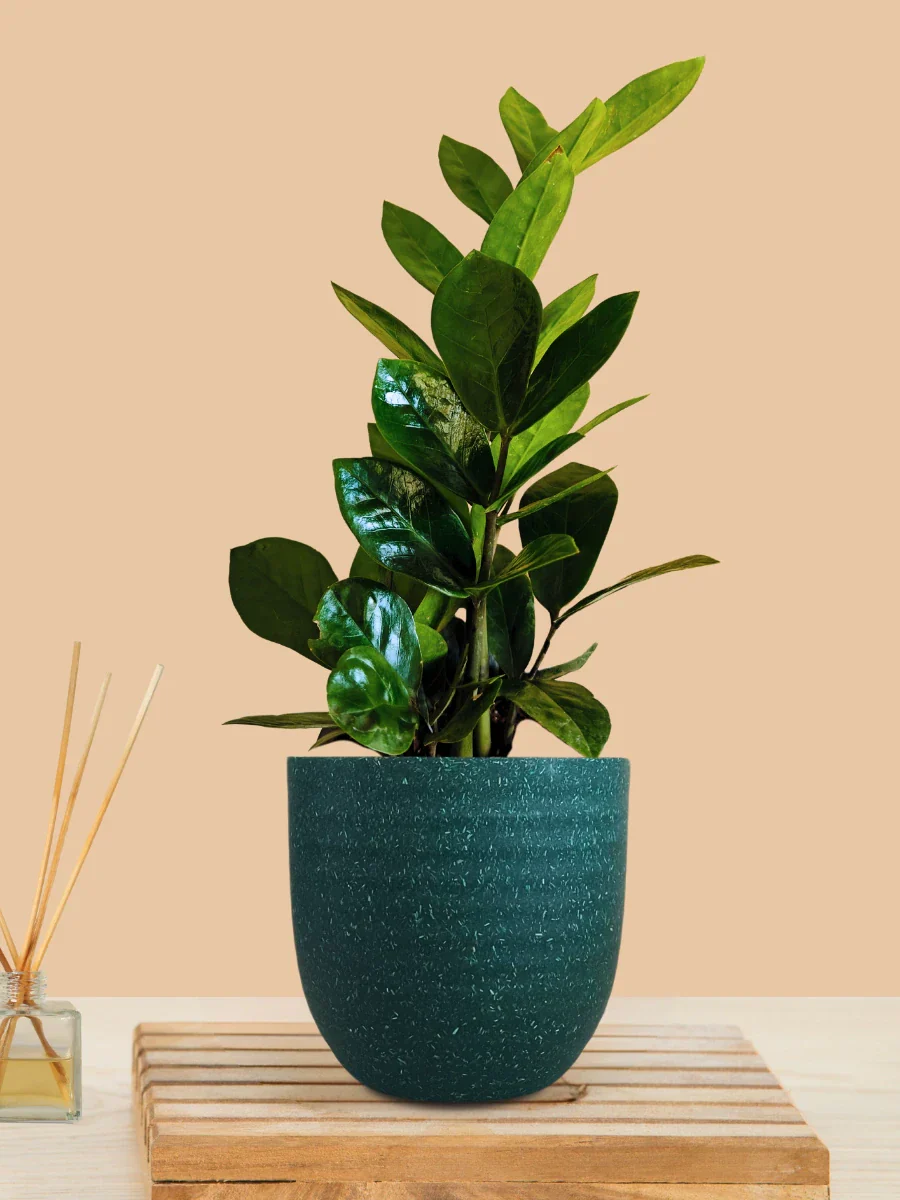 ZZ Green Plant (Small) in Eco Pot - Image 3
