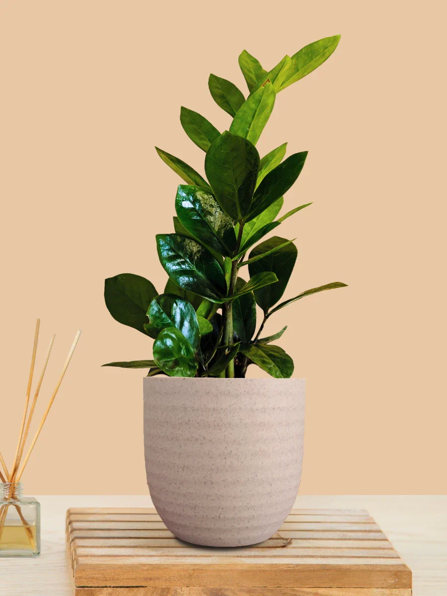 ZZ Green Plant (Small) in Eco Pot - Image 7