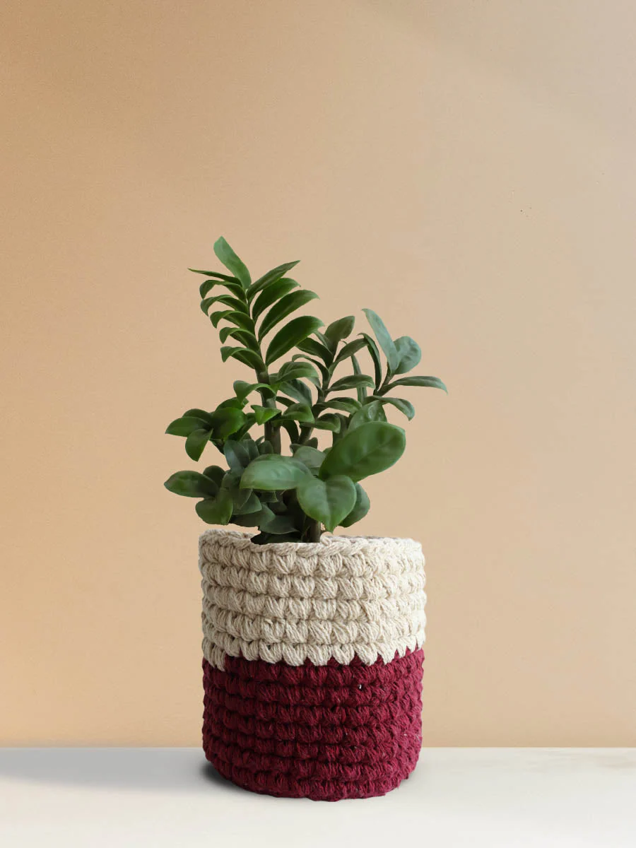 ZZ Zenzi (Medium) - Image 10